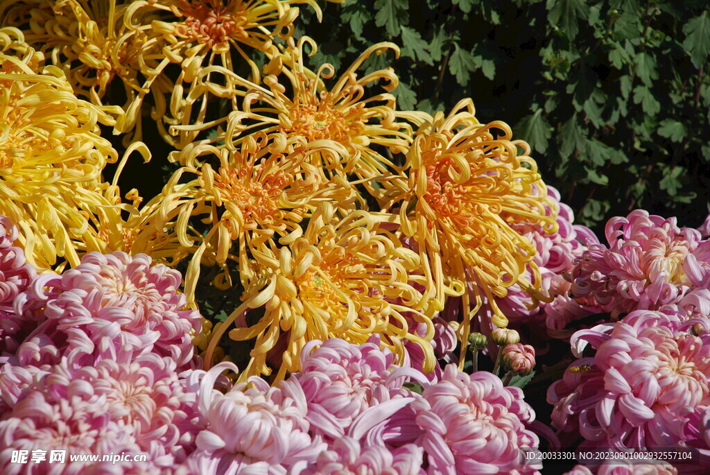 大立菊 悬崖菊 盆景菊 树菊 