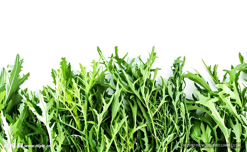 蔬菜