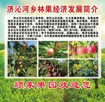 林果经济
