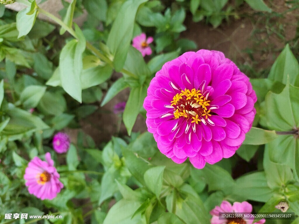 花