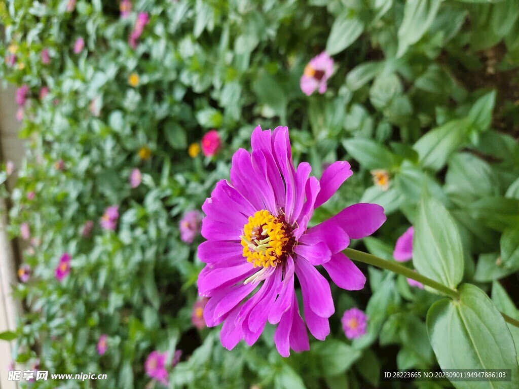 花