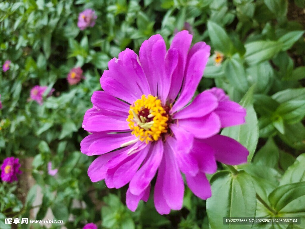 花