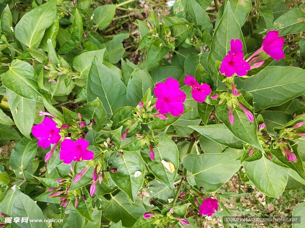 花照片