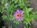 花照片