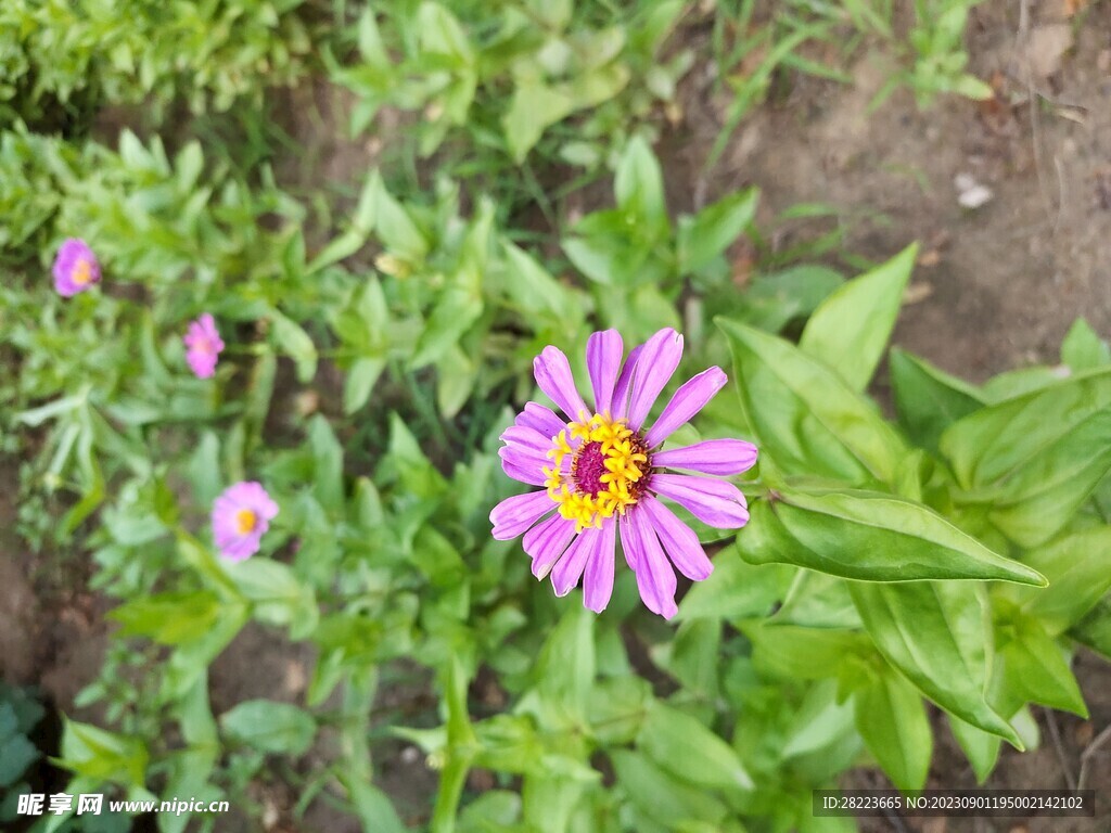 花照片