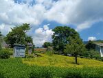 风景