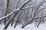 树木雪景
