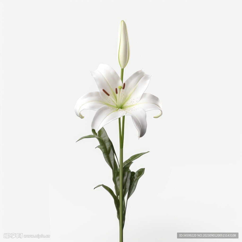 百合花