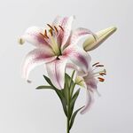 百合花