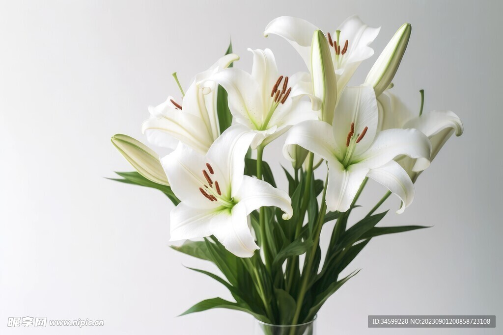 百合花