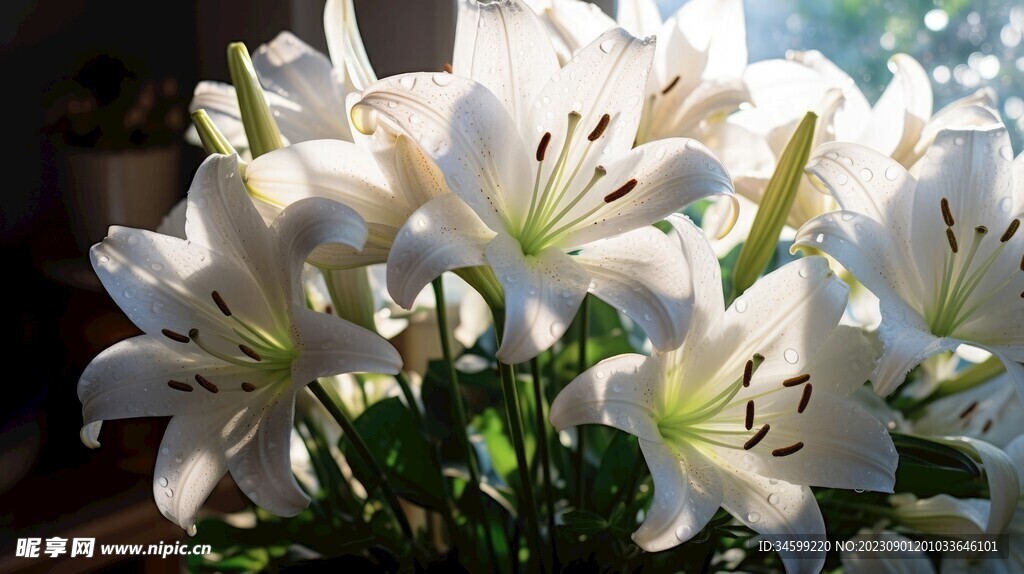 百合花