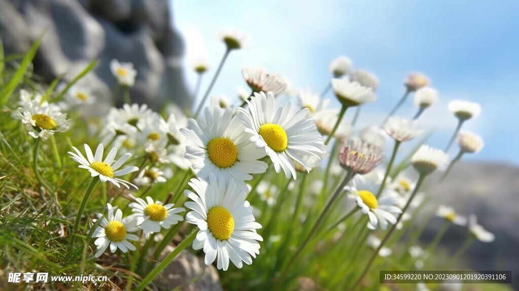 雏菊 