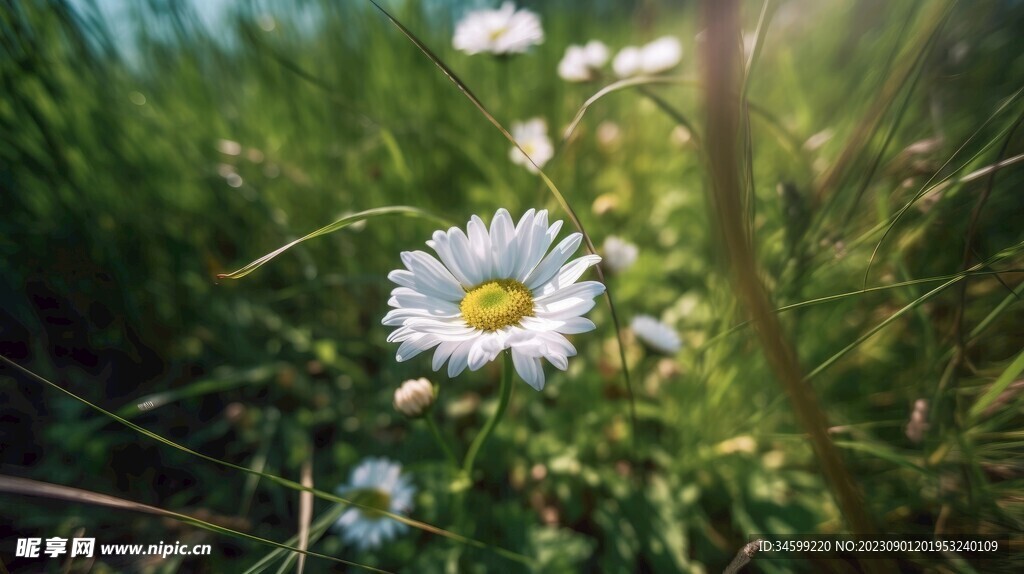 雏菊 