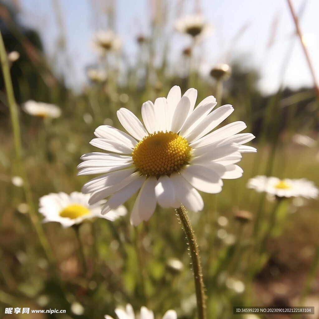 雏菊 