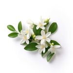 茉莉花 