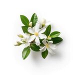 茉莉花 