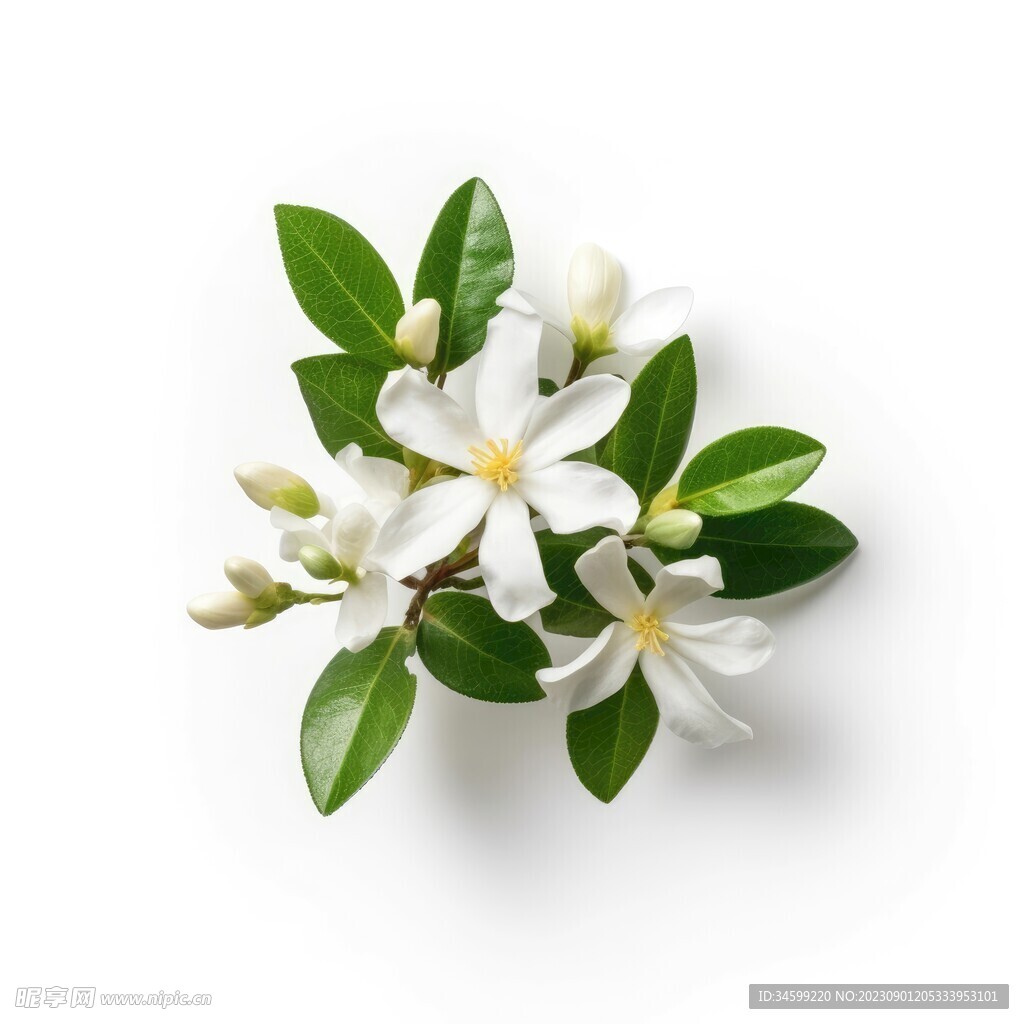 茉莉花 