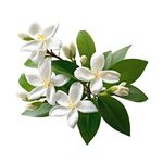茉莉花 