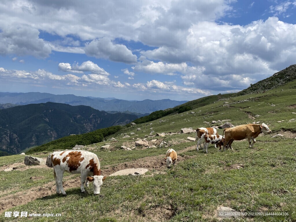 高山·天空·牛群