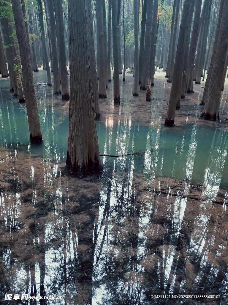水上森林