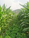 玉米大豆复合种植