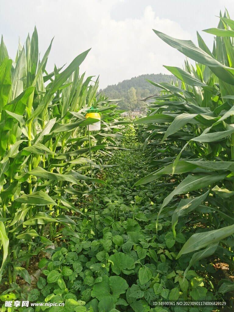 玉米大豆复合种植