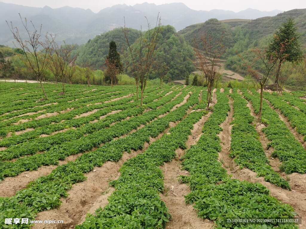 美丽的太子参