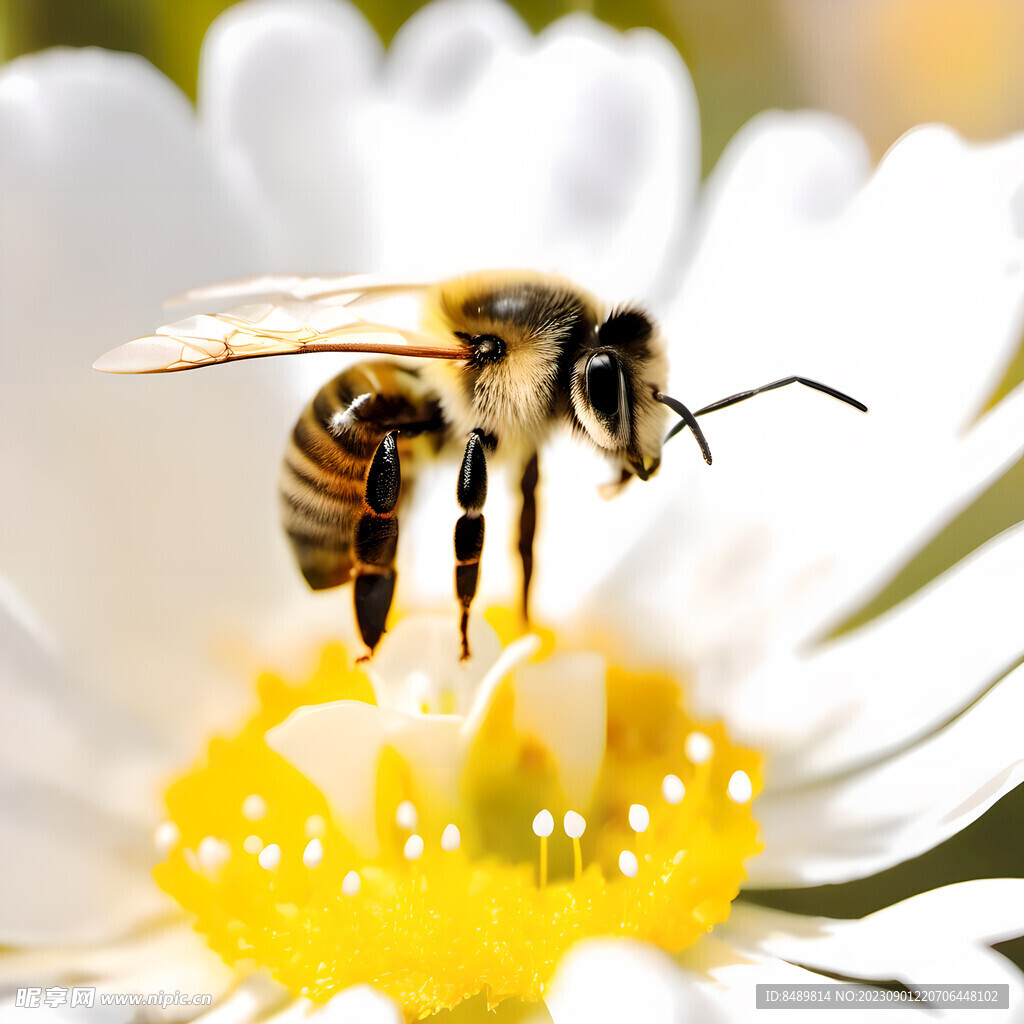 养100箱蜜蜂一年能赚多少钱（养蜂收入怎么样） - 养蜂资讯 - 优蜜蜂