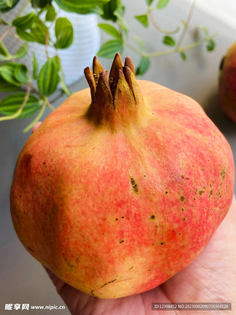 石榴
