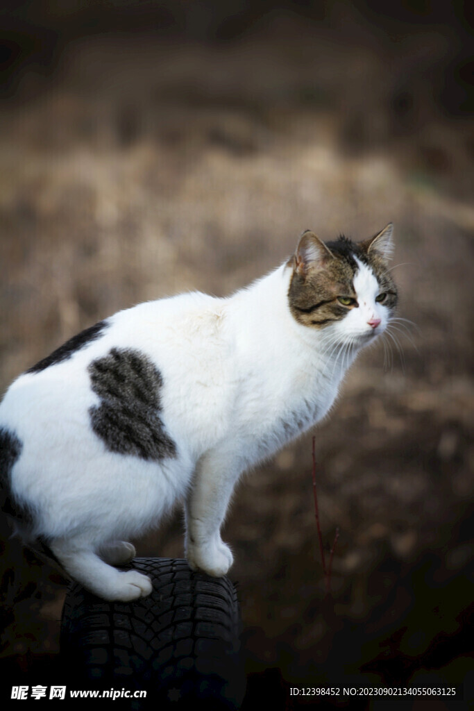 猫咪