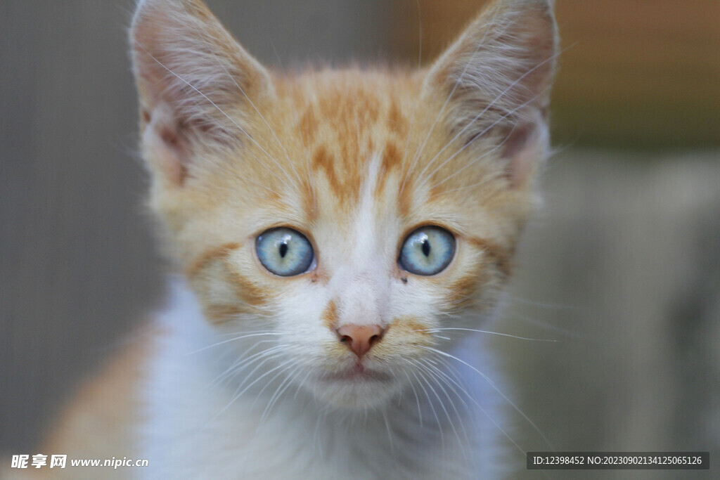 小猫