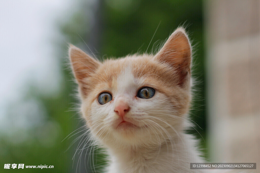 小猫
