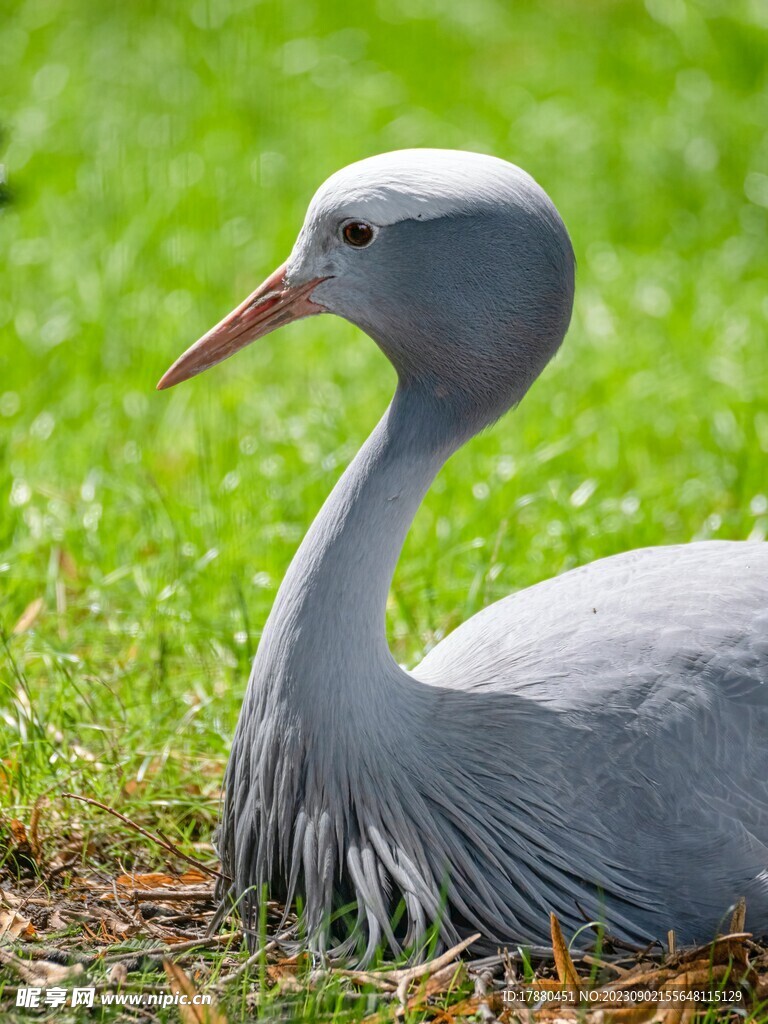 蓝鹤
