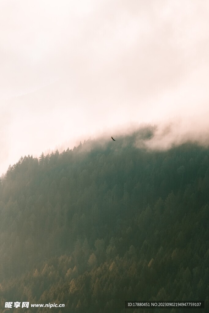 山林