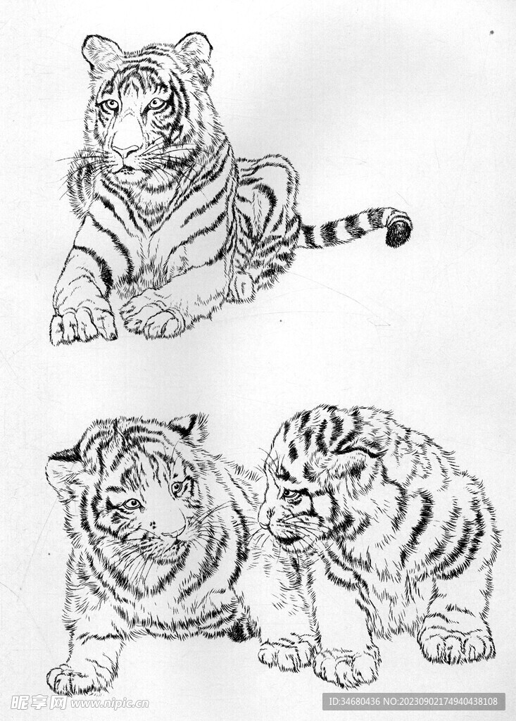 老虎白描稿