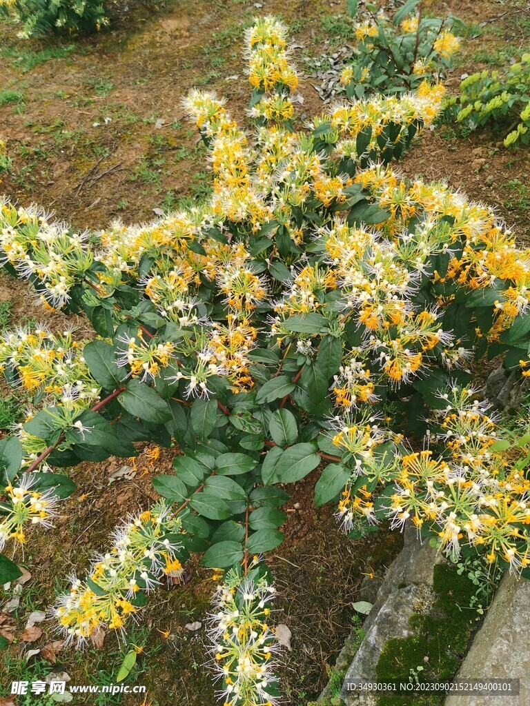 山银花