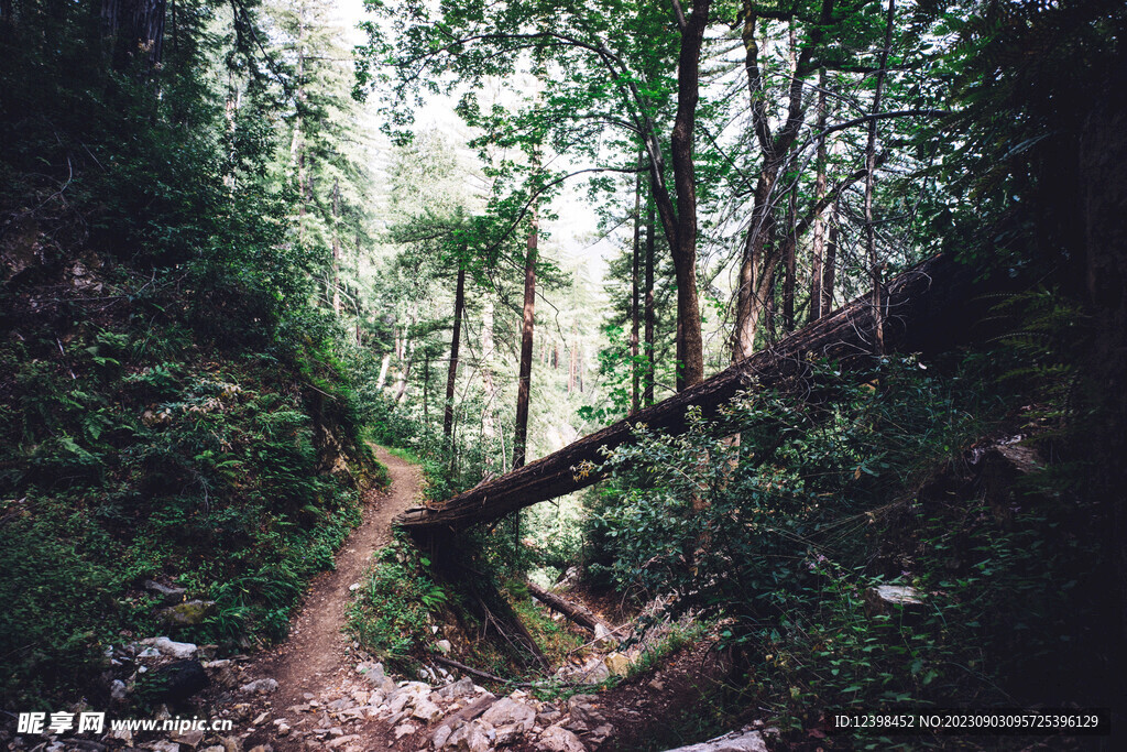 山林小路