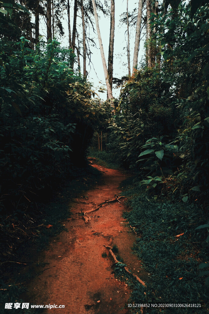 山林小路