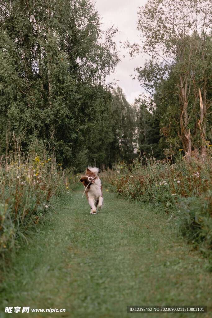 宠物犬边牧