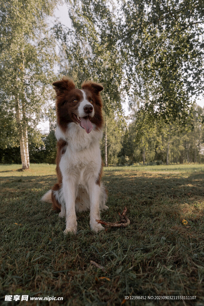 宠物犬边牧