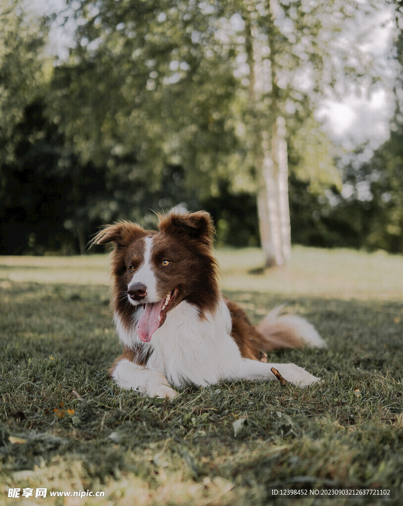 宠物犬边牧