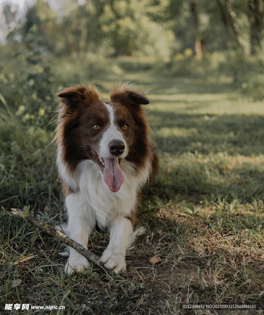 宠物犬边牧