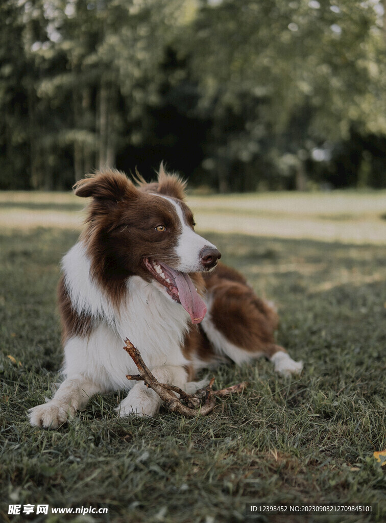 宠物犬边牧