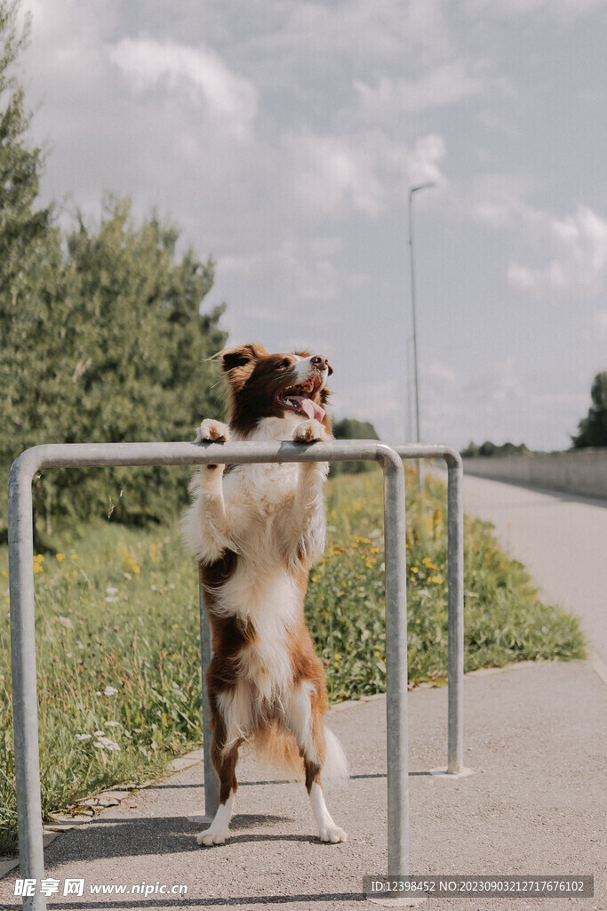 宠物犬边牧