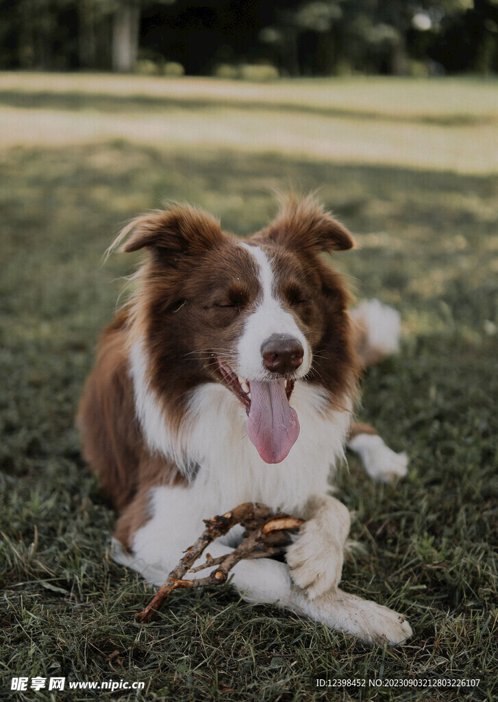宠物犬边牧