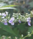 牡荆花淡紫色花野外图