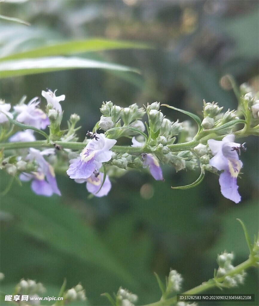 牡荆花淡紫色花野外图