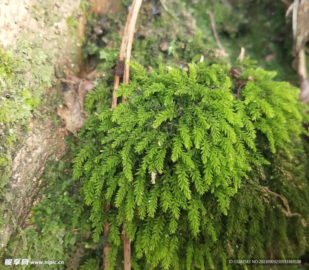 苔藓绿色背景图