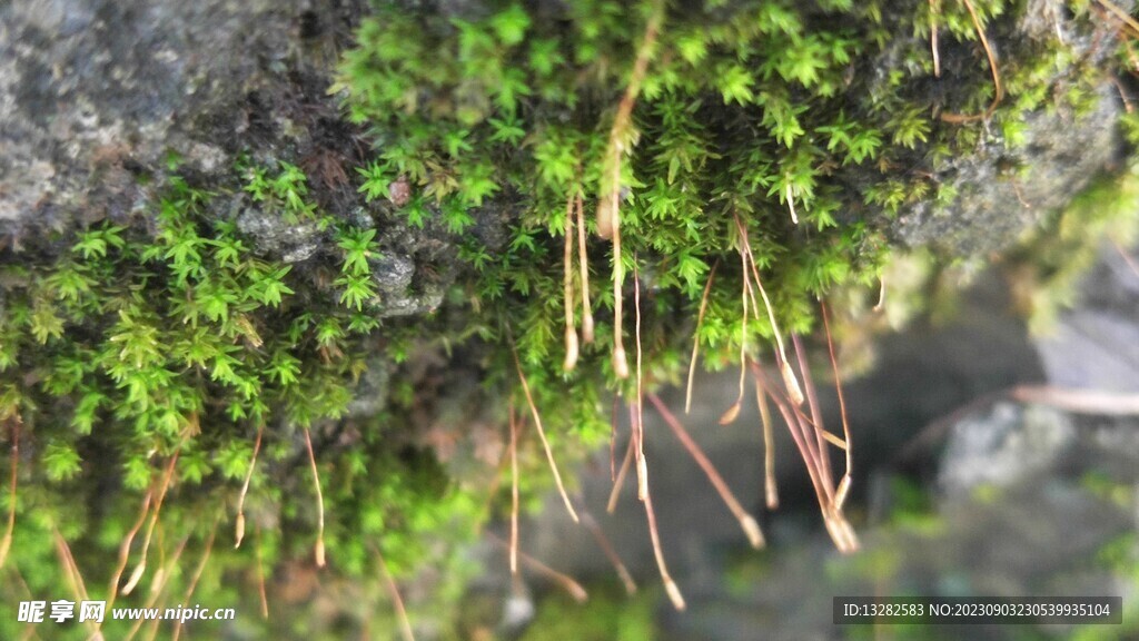 苔藓背景图