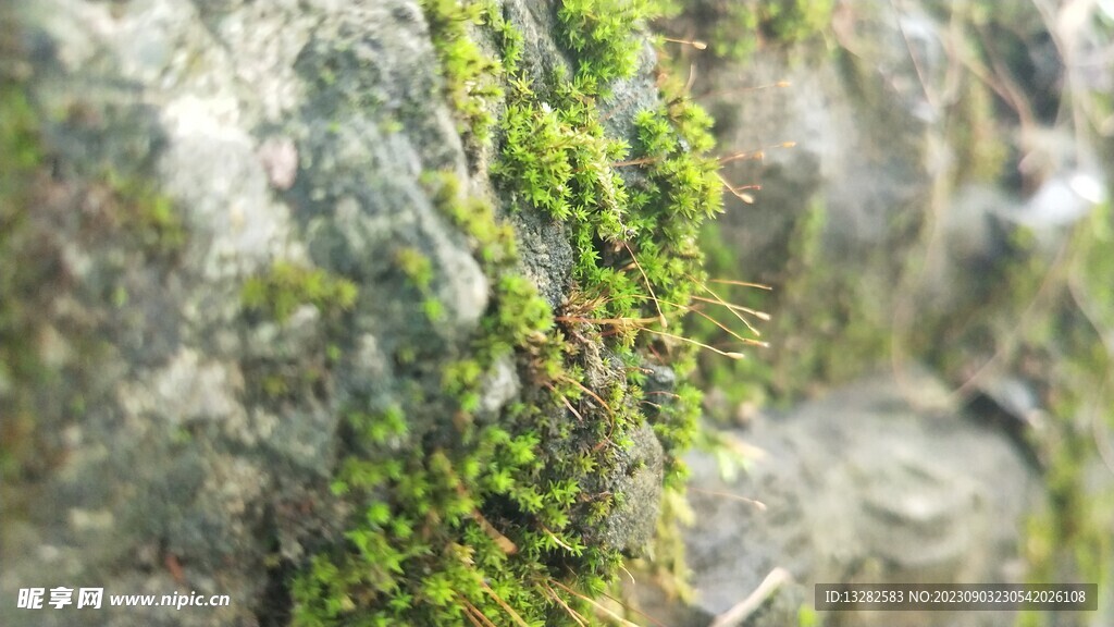 苔藓岩石背景图